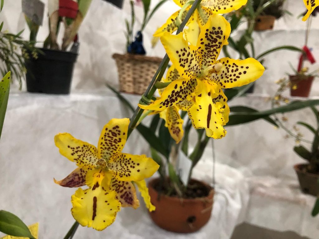 São João Batista sedia a 85ª Exposição Estadual de Orquídeas neste final de semana