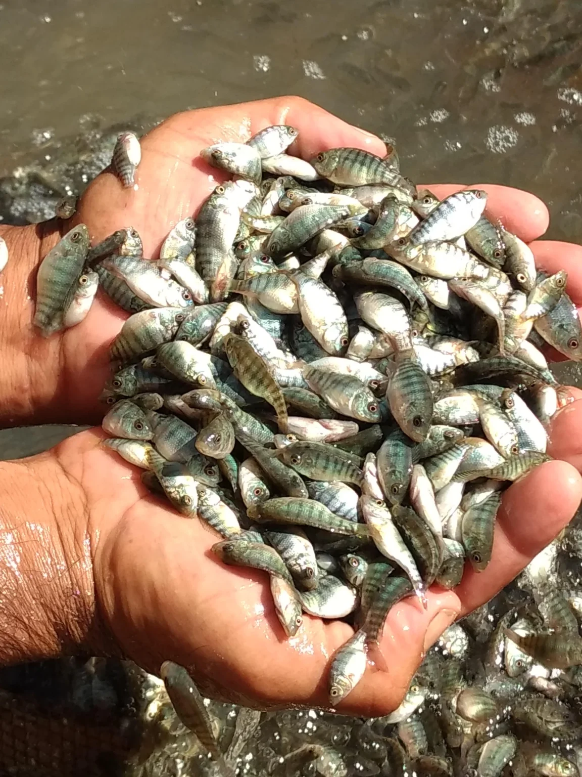 Secretaria Municipal de Agricultura de São João Batista abre período para pedidos de alevinos